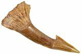 Bargain, Fossil Sawfish (Onchopristis) Rostral Barb - Morocco #366686-1